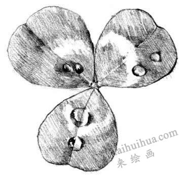 三叶草素描画法步骤四