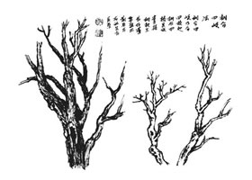 树干的画法