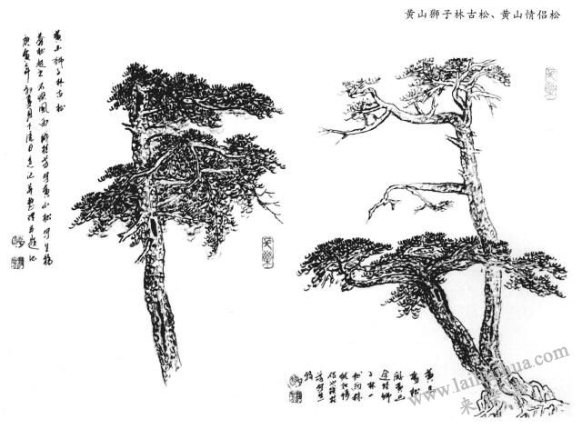 黄山情侣松