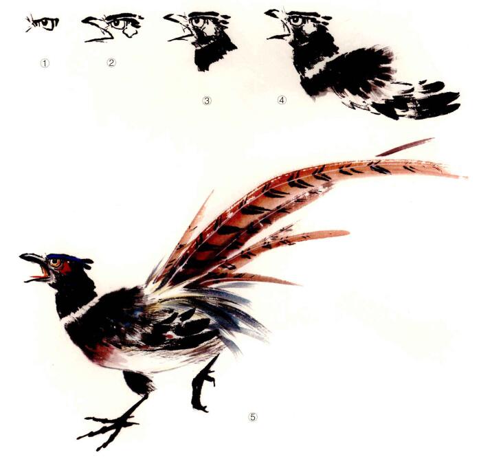 雉鸡的画法
