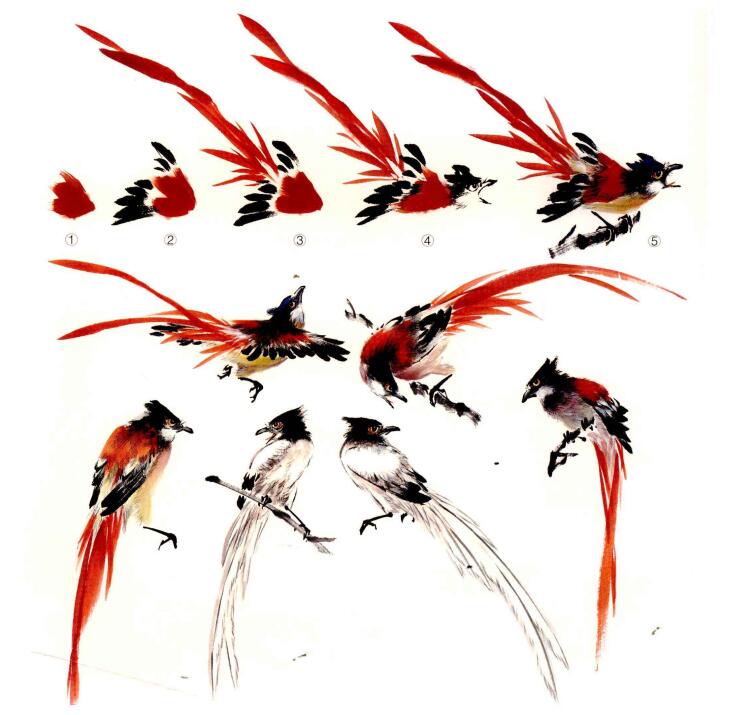 绶带鸟的画法