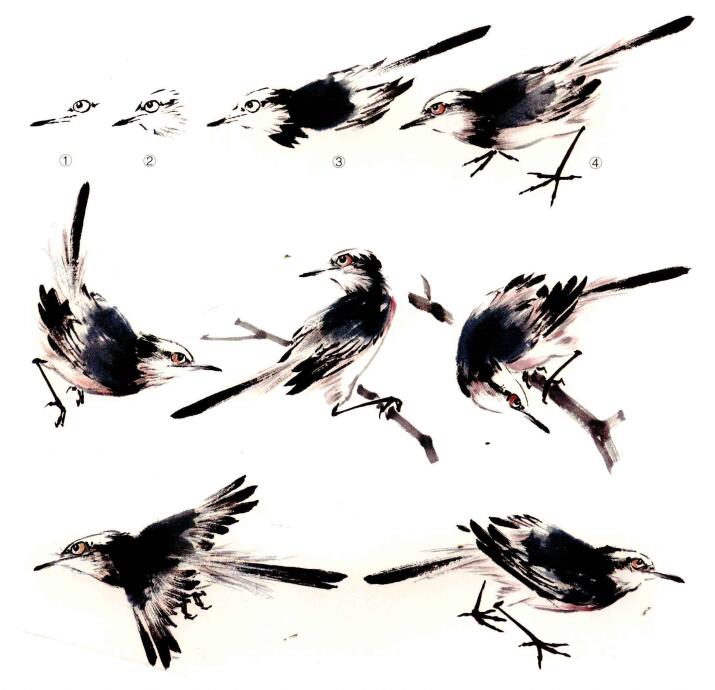 鹡鸽的画法