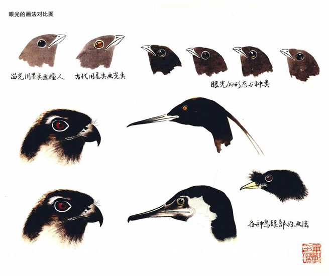 鸟的嘴和眼的画法