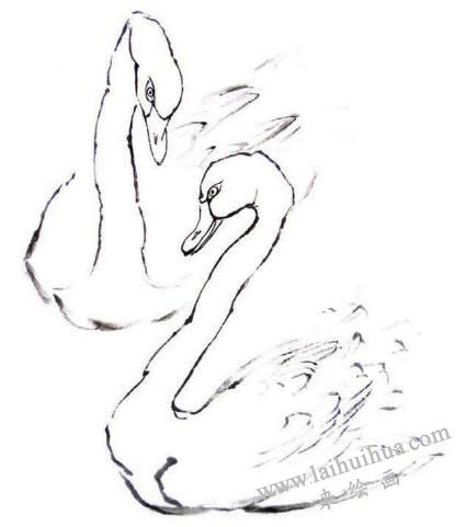 白天鹅的步骤画法