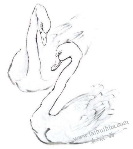 白天鹅的步骤画法二
