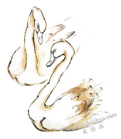 白天鹅的步骤画法三