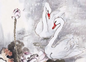 白天鹅的步骤画法