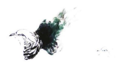 锦鸡的步骤画法二