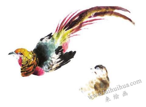 锦鸡的步骤画法五