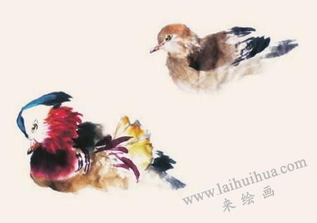 鸳鸯的步骤画法四