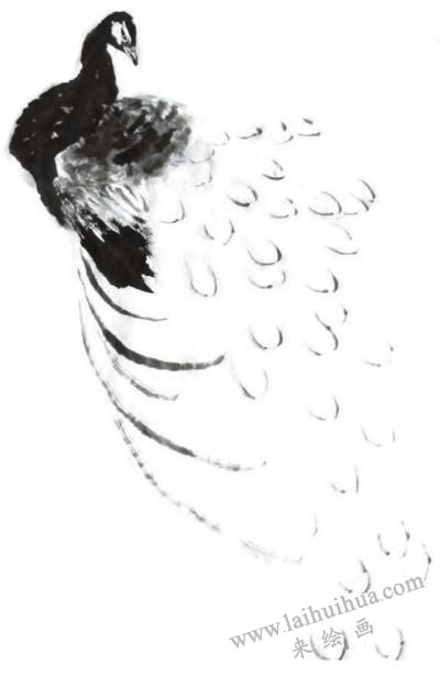 孔雀的步骤画法三