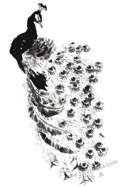 孔雀的步骤画法五