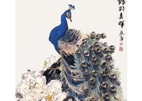 孔雀的步骤画法