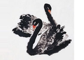 黑天鹅的步骤画法