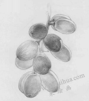 葡萄素描画法步骤04