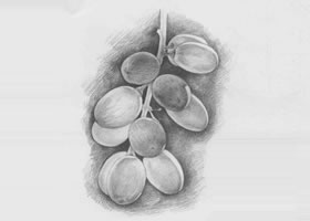 葡萄素描（一）