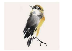 鹡鸰的步骤画法