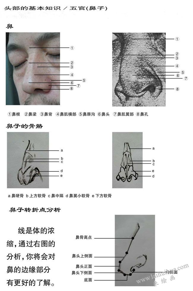 素描中鼻子的画法：鼻子结构分析