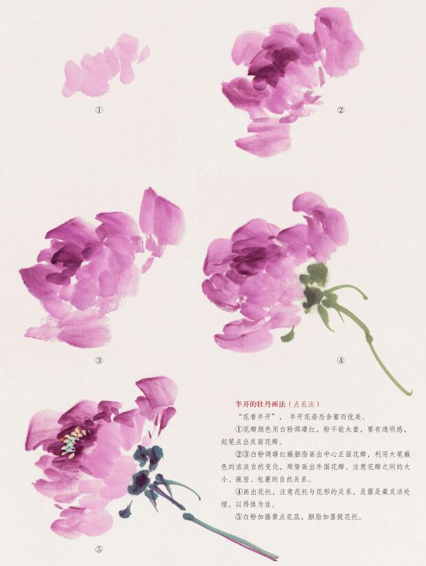 半开的牡丹画法