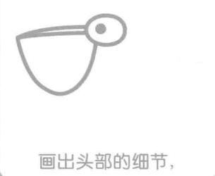 鹈鹕的简笔画画法步骤02