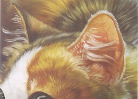 猫耳的油画画法