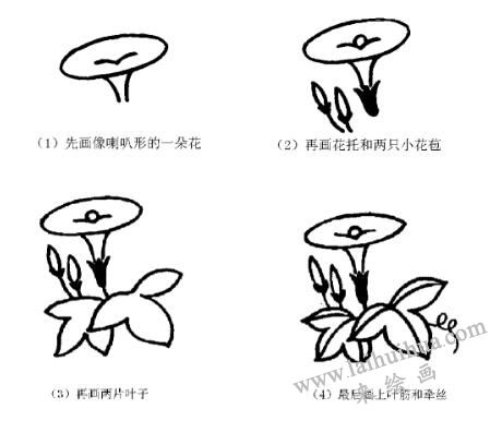 牵牛花大画法