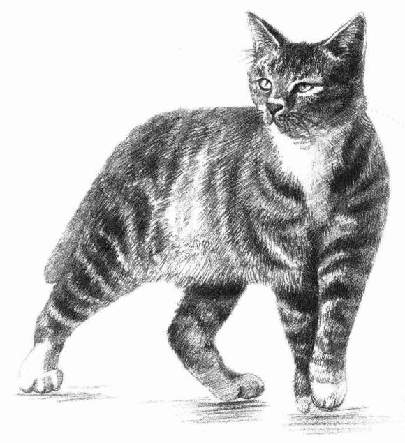 中国狸花猫素描画法