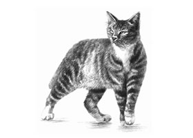 中国狸花猫素描画法