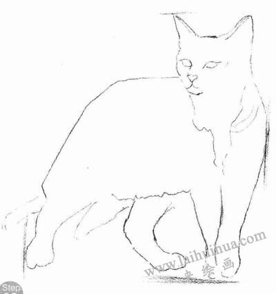 中国狸花猫素描画法步骤02