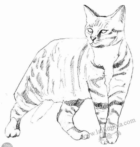 中国狸花猫素描画法步骤04