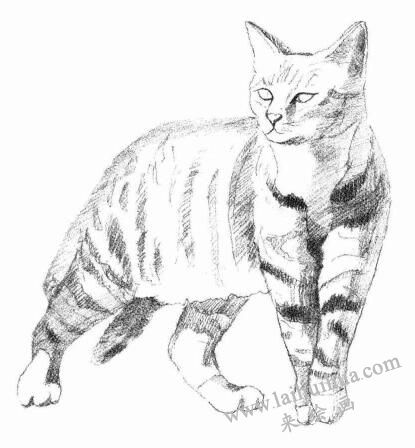 中国狸花猫素描画法步骤05