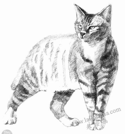 中国狸花猫素描画法步骤06