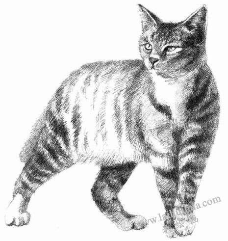 中国狸花猫素描画法步骤07