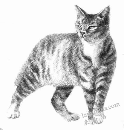 中国狸花猫素描画法步骤08