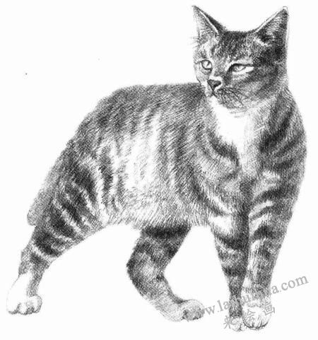 中国狸花猫素描画法步骤09