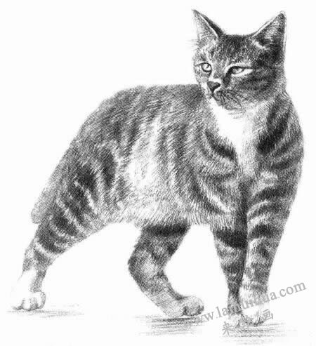 中国狸花猫素描画法步骤10