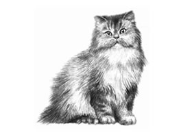 波斯猫的素描画法