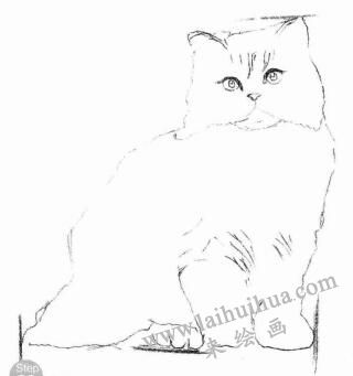 波斯猫的素描画法步骤02