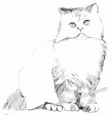 波斯猫的素描画法步骤03