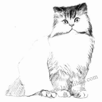 波斯猫的素描画法步骤04