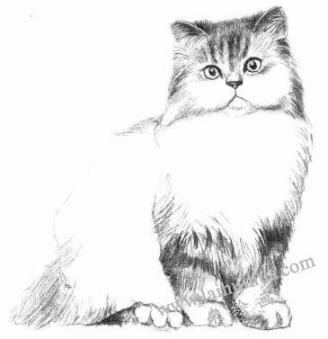 波斯猫的素描画法步骤05