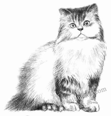 波斯猫的素描画法步骤06