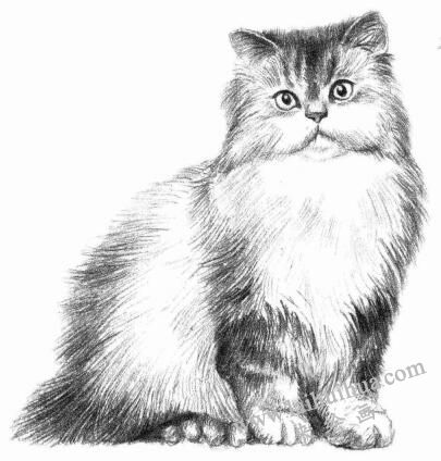 波斯猫的素描画法步骤07