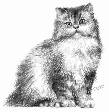 波斯猫的素描画法步骤08