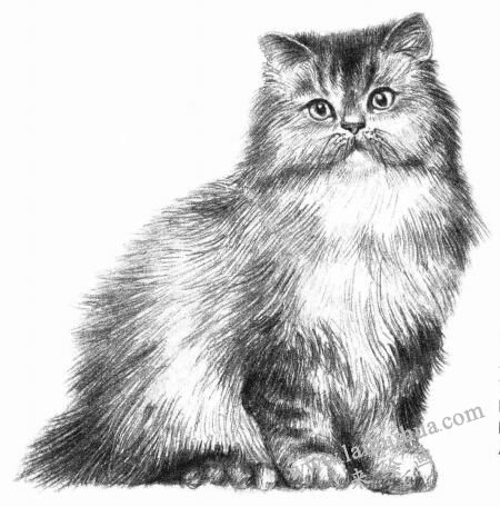 波斯猫的素描画法步骤09