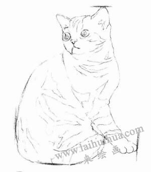 美国短尾猫素描画法步骤02