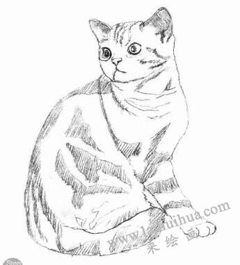 美国短尾猫素描画法步骤03