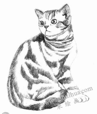 美国短尾猫素描画法步骤04