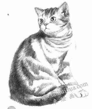 美国短尾猫素描画法步骤06