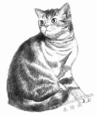 美国短尾猫素描画法步骤07